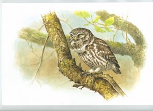 Little owl