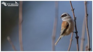 Penduline Tit