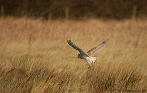 Barn Owl