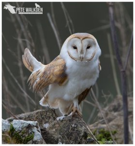 Barn Owl