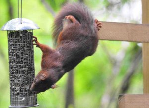 Squirrel at the feeder