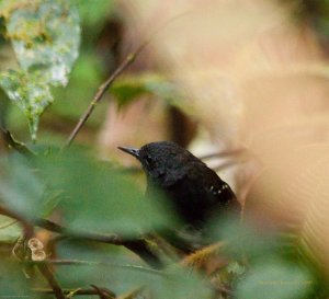 Zimmer's Antbird in northern Peru