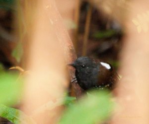 Zimmer's Antbird in northern Peru