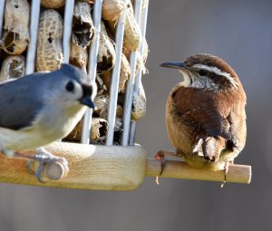 Carolina Wren