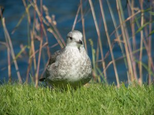 Young Mew Gull