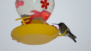 Anna's Hummingbird