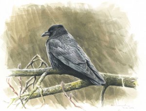 Carrion crow life study