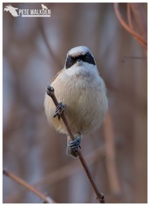 Penduline Tit