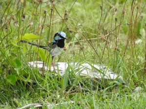 Superb Fairy Wren