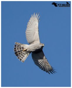 Northern Goshawk