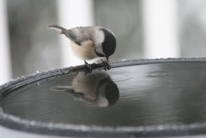 Black-Capped Chickadee and his twin