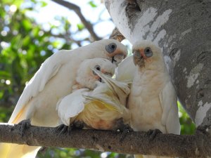 Mum and Dad and Baby makes a family