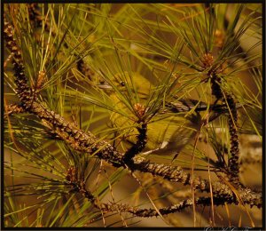 Find the Pine Warbler