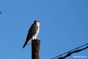 Saker falcon of Qinghai