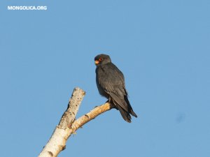 Amur Falcon - male sitting on a branch