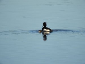 Tufted Ducks (mating)