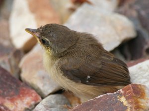 Tawny-Flanked Prinia chick