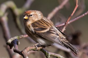 Lesser Redpoll