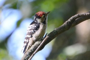 Lesser Spotted Woodpecker