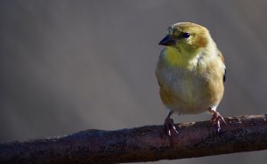 Goldfinch