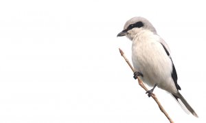 Great Grey Shrike