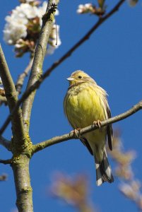 Yellowhammer