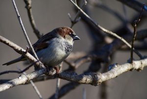 House Sparrow