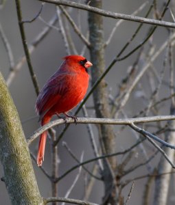 Northern Cardinal