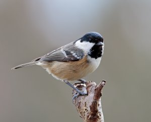 Coal Tit