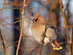 Waxwing portrait