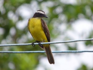 Lesser Kiskadee