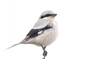 Great Grey Shrike