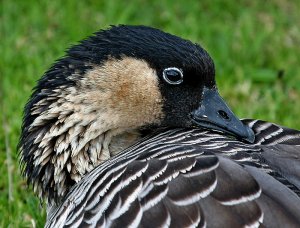 Nene Hawaiian Goose