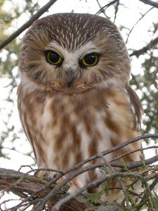 northern saw-whet owl