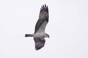 Osprey