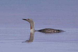 Red-Throated-Loon