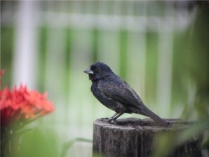 Blue-black Grassquit