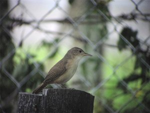 House Wren