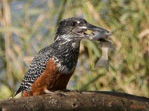 Giant Kingfisher