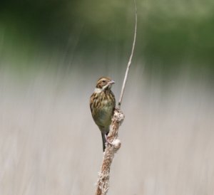 Female reed bunting