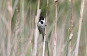 Male reed Bunting