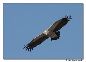 White-backed Vulture