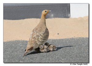 Chestnut-bellied sandgrouse