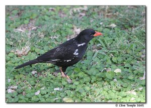 Red-billed buffalo weaver DB entry