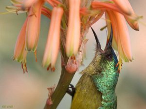 Collared Sunbird