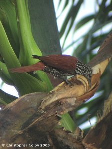 Point-tailed Palmcreeper