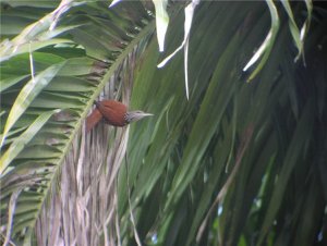 Point-tailed Palmcreeper