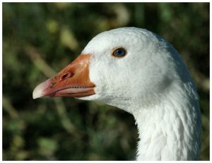 Only a goose