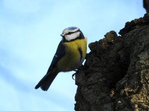 Blue Tit