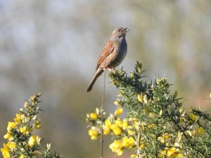 Dunnock